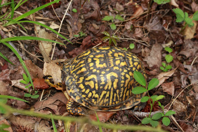 Eastern Box Turtle