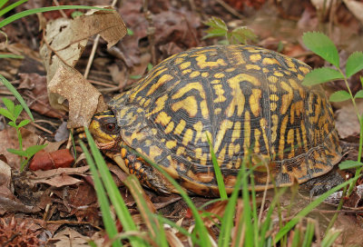 Eastern Box Turtle