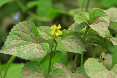 Viola pubescens