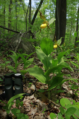 Cypripedium pubescens var. pubescens- Large Yellow Lady's Slipper