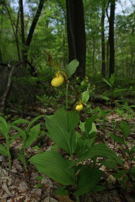 Cypripedium pubescens var. pubescens- Large Yellow Lady's Slipper