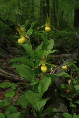 Cypripedium pubescens var. pubescens- Large Yellow Lady's Slipper