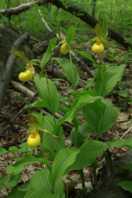 Cypripedium pubescens var. pubescens- Large Yellow Lady's Slipper