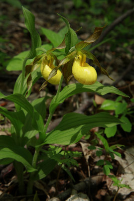 Cypripedium parviflorum var. parviflorum- Small Yellow Lady's Slipper