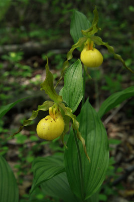 Cypripedium pubescens var. pubescens- Large Yellow Lady's Slipper