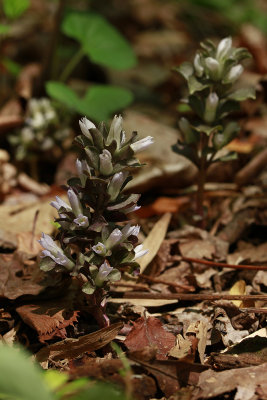 Obolaria virginica- Virginia Pennywort