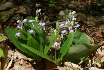 Galearis spectabilis- Showy Orchis