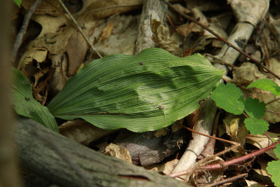 Aplectrum hyemale- Puttyroot