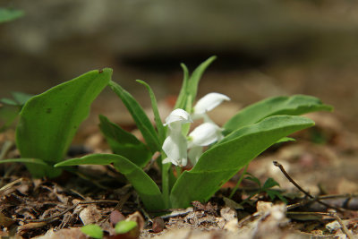 Galearis spectabilis- Showy Orchis (white form)
