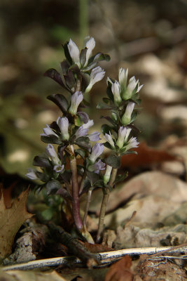Obolaria virginica- Virginia Pennywort