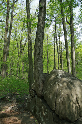 _MG_8453.jpg