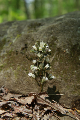 Obolaria virginica- Virginia Pennywort