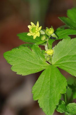 Ranunculus recurvatus- Hooked Buttercup
