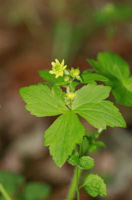 Ranunculus recurvatus- Hooked Buttercup