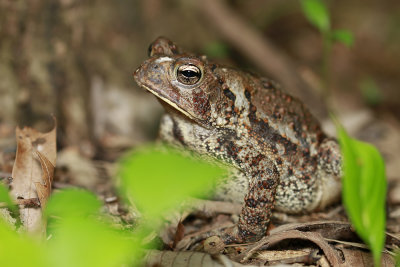 American Toad