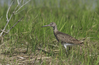 Eastern Willet