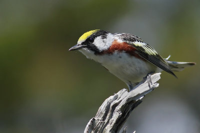 Chestnut-sided Warbler