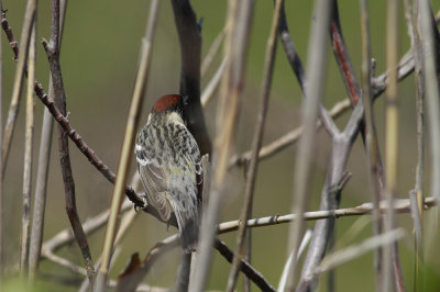 Bay-breasted Warbler