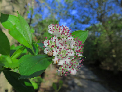 Aronia arbutifolia- Red Chokeberry