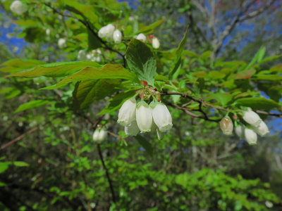 Vaccinium sp.- Blueberry