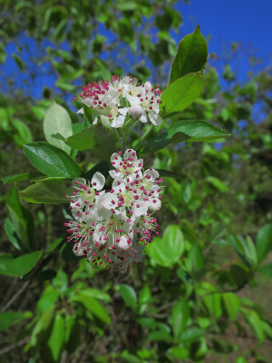 Aronia arbutifolia- Red Chokeberry