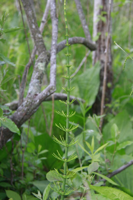 Equisetum fluviatile- Water Horsetail