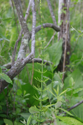 Equisetum fluviatile- Water Horsetail