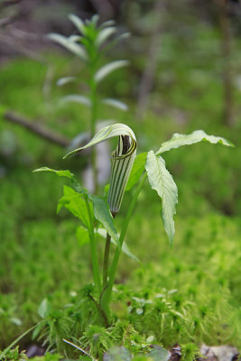 Arisaema triphyllum ssp. stewardsonii- Northern Jack-in-the-Pulpit