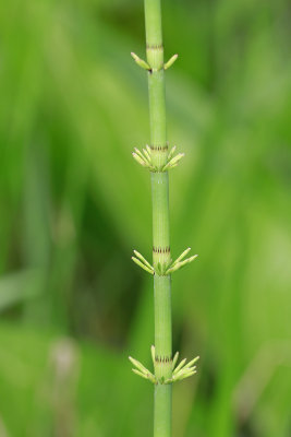 Equisetum fluviatile- Water Horsetail