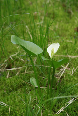 Calla palustris- Wild Calla