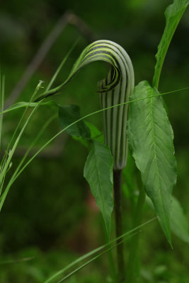 Arisaema triphyllum ssp. stewardsonii