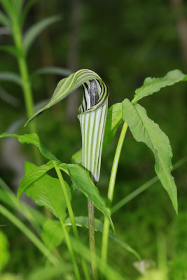 Arisaema triphyllum ssp. stewardsonii- Northern Jack-in-the-Pulpit