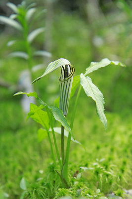 Arisaema triphyllum ssp. stewardsonii- Northern Jack-in-the-Pulpit