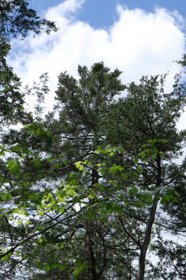 Picea mariana- Black Spruce