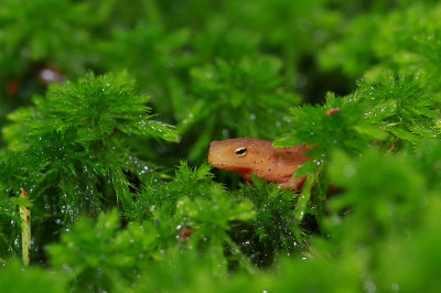 Red Eft