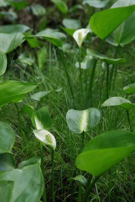 Calla palustris- Wild Calla