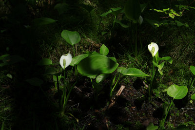 Calla palustris- Wild Calla