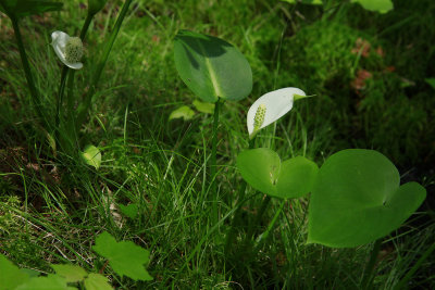 Calla palustris- Wild Calla