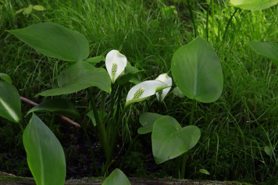 Calla palustris- Wild Calla