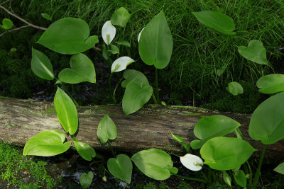 Calla palustris- Wild Calla