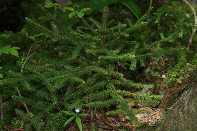 Picea mariana- Black Spruce