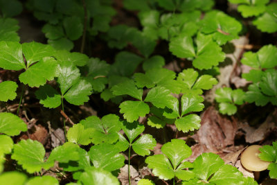 Coptis trifolia- Goldthread