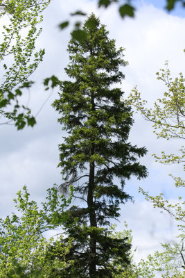 Picea mariana- Black Spruce