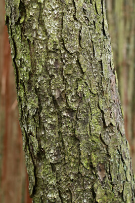 Picea mariana- Black Spruce