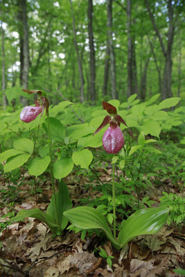 Cypripedium acaule- Pink Lady's Slipper