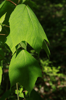 Acer pennsylvanicum- Striped Maple