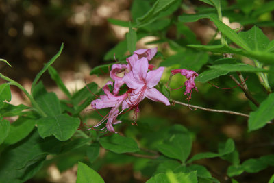Rhododendron periclymenoides- Pinxter Flower
