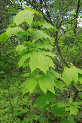 Acer pennsylvanicum- Striped Maple