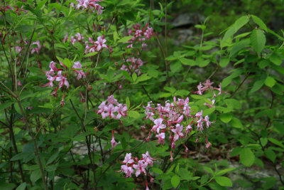 Rhododendron periclymenoides- Pinxter Flower