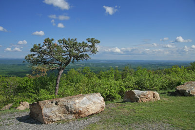 Pitch Pine at the top of NJ